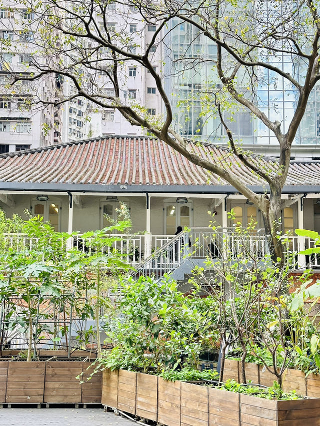 🇭🇰 鬧市中的古老建築，有小植物園草地，還可以睡覺🤣