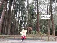 Solo Trip 5 Days @ เกาสง-อาลีซาน (Kaohsiung-Alisha