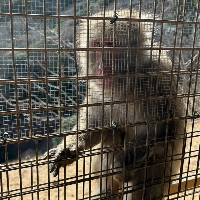 お猿さんと触れ合える京都嵐山モンキーパーク