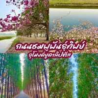 ถนนชมพูพันธุ์ทิพย์และอุโมงค์ยูคาลิปตัส