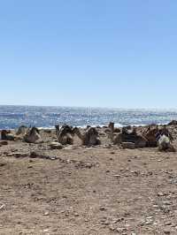 Camel ride along the sea 