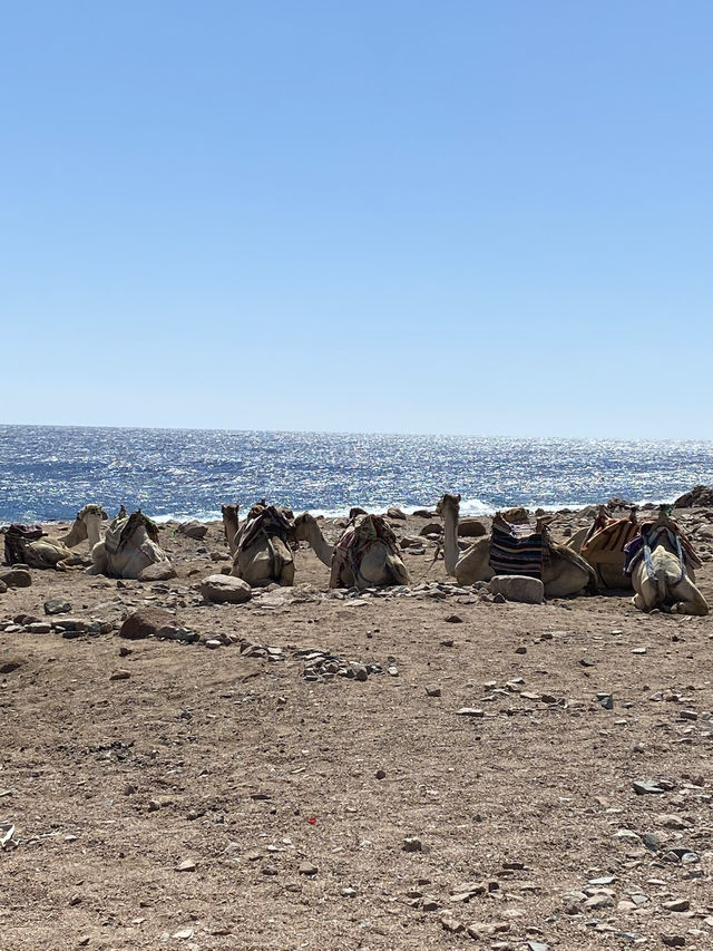 Camel ride along the sea 