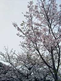 京都渡月橋的櫻花夢幻之旅🌸