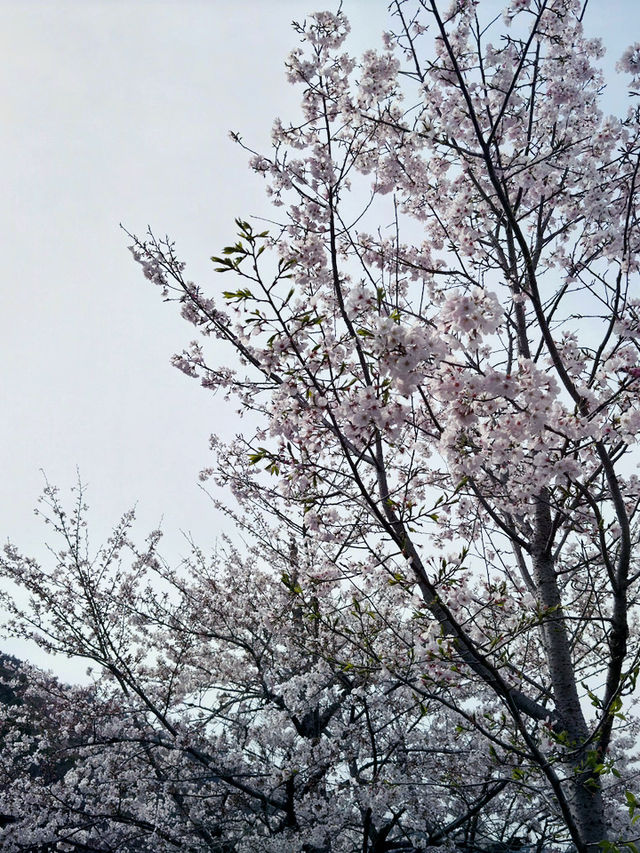 京都渡月橋的櫻花夢幻之旅🌸