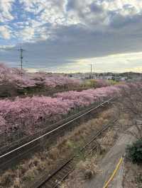 【神奈川】早咲き桜スポット