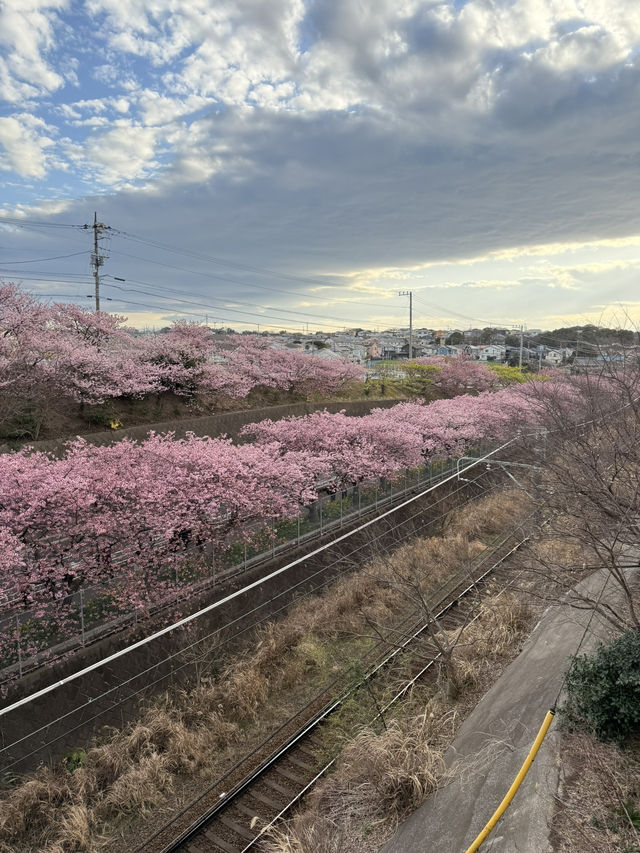 【神奈川】早咲き桜スポット
