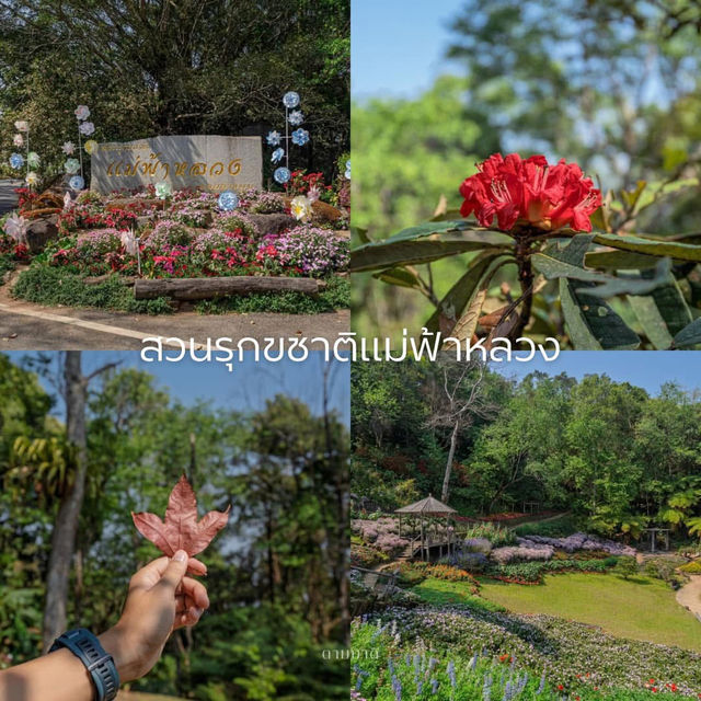 รีวิวท่องเที่ยวเชียงราย 3 วัน 2 คืน 🌿✨