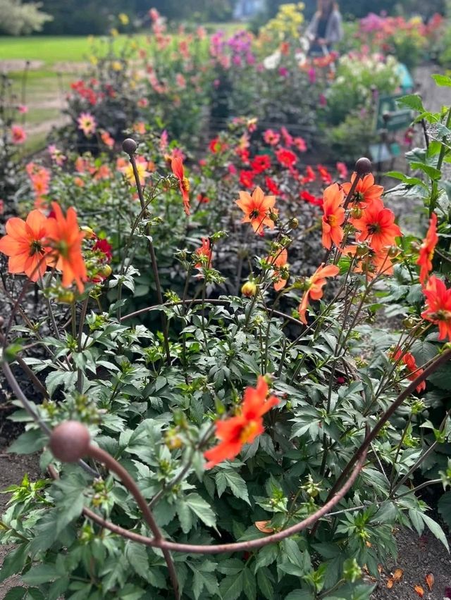 花園城市內的基督城植物園