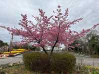 木場公園