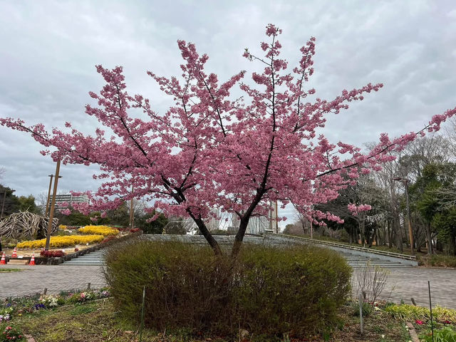 木場公園