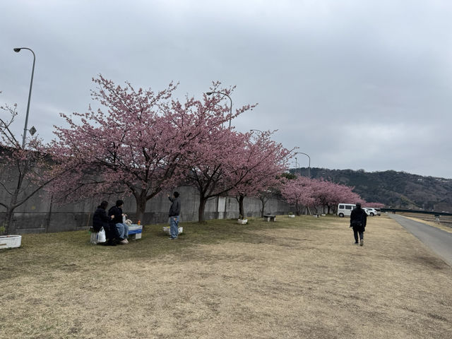 富士山 山中湖伊豆自駕遊之旅