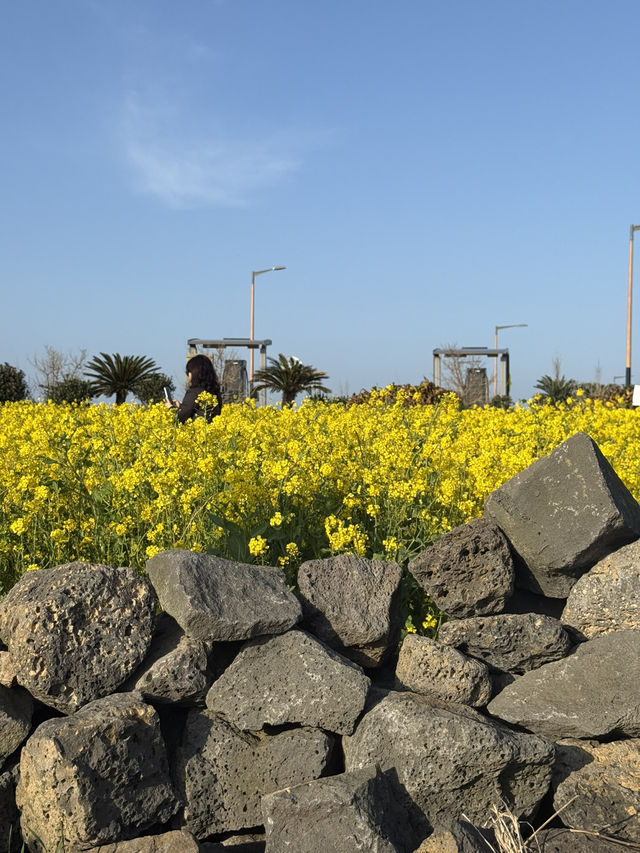 성산 유채꽃 단지, 봄날의 노란 물결🌼