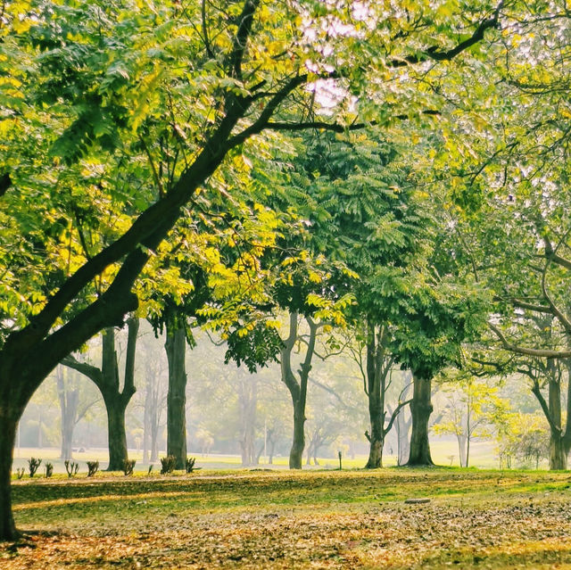 都市の中心に広がる癒しの緑地🌳