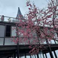 私人秘境瑪嵐雲瀑花園賞櫻、賞茶園及雲海趣