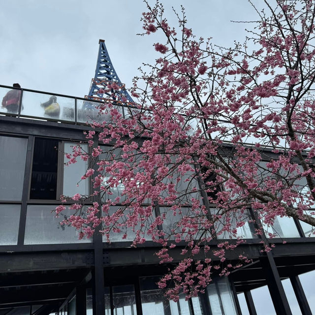 私人秘境瑪嵐雲瀑花園賞櫻、賞茶園及雲海趣