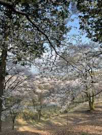 【栃木×春の那須旅】13万本の水仙と桜のコラボが見られる公園