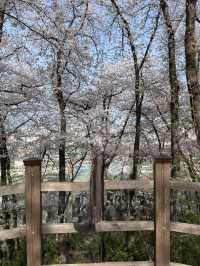 벚꽃보러가는 대전 봄 벚꽃여행 1일코스🌸🌸