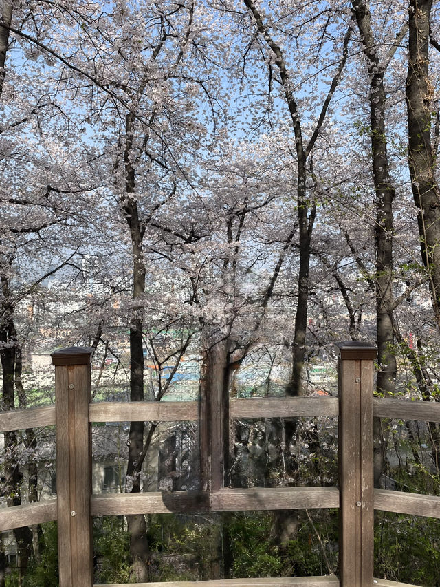 벚꽃보러가는 대전 봄 벚꽃여행 1일코스🌸🌸