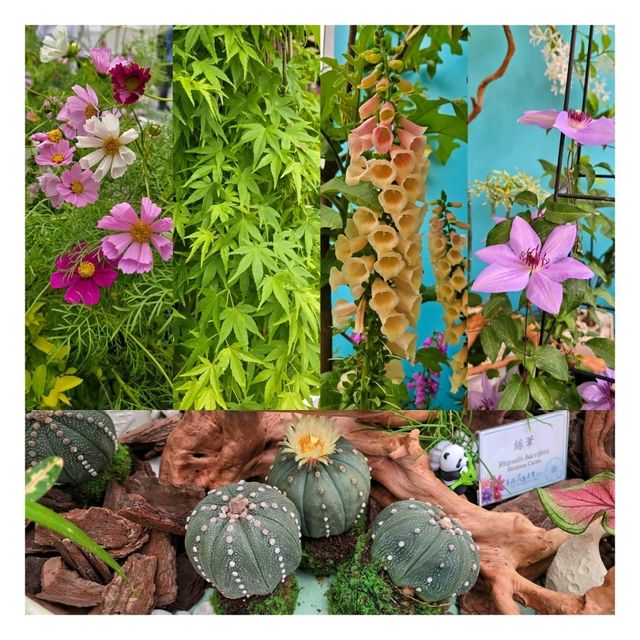 🌸鬧市中的驚喜🌸