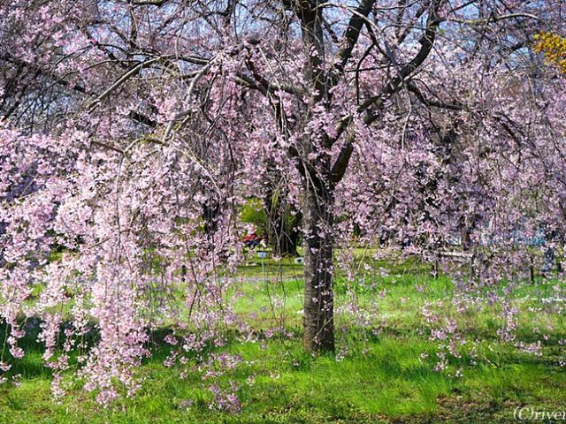 【東京】東大の附属施設でお花見！「小石川植物園」