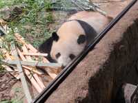 家族で楽しむ都心のリフレッシュポイント – 上野動物園で癒しのひととき
