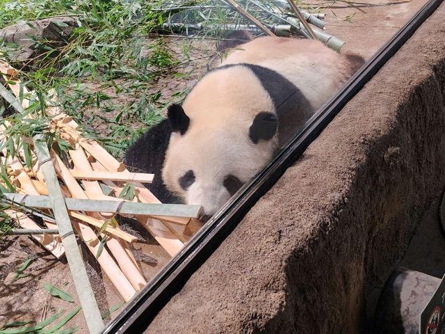 家族で楽しむ都心のリフレッシュポイント – 上野動物園で癒しのひととき