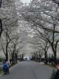 Unknown Cherry Blossom Treasure in Central Tokyo 