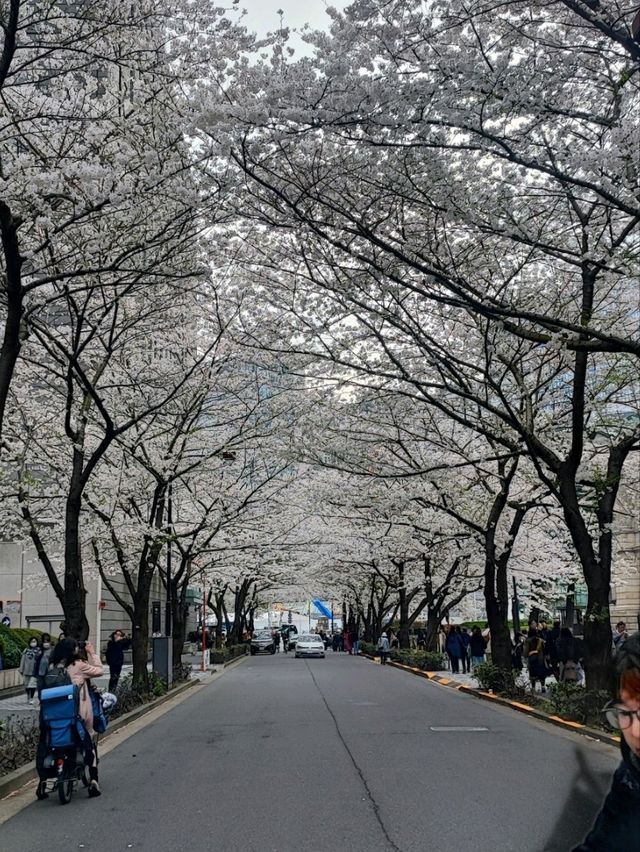 Unknown Cherry Blossom Treasure in Central Tokyo 