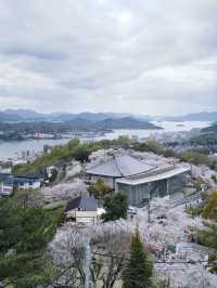 【広島】行かなきゃ損‼️尾道水道×桜の絶景🌸 ライトアップも✨