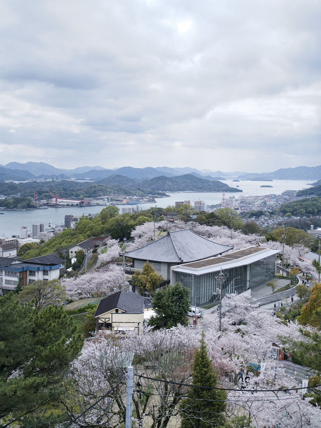 【広島】行かなきゃ損‼️尾道水道×桜の絶景🌸 ライトアップも✨