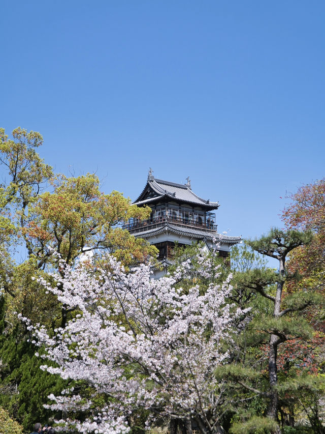 【広島】行かなきゃ損‼️桜と城のコラボが美しすぎ✨