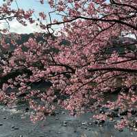 Kawazu, Shizuoka Prefecture