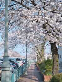 【埼玉】行かなきゃ損‼️駅近&穴場でエモさ溢れる桜撮影🌸📸※周辺観光情報付き