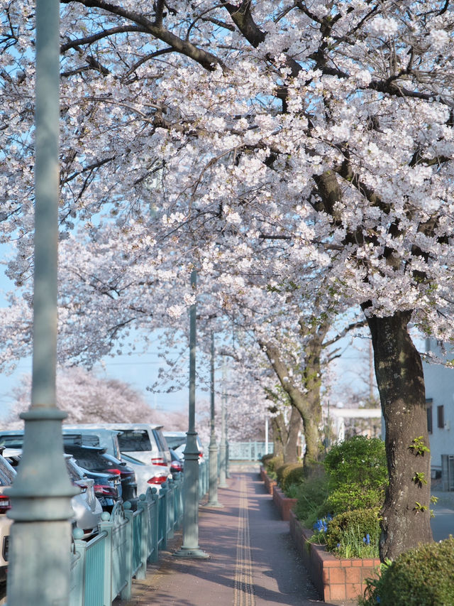 【埼玉】行かなきゃ損‼️駅近&穴場でエモさ溢れる桜撮影🌸📸※周辺観光情報付き