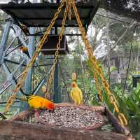 新加坡飛禽公園～鳥類的天堂
