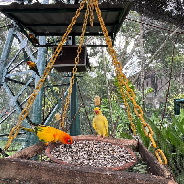 新加坡飛禽公園～鳥類的天堂