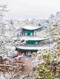 Winter and Spring Magic at Lijiang Black Dragon Pool