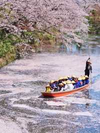  Chasing Sakura at Hirosaki Castle Park