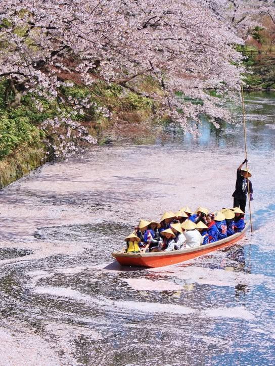  Chasing Sakura at Hirosaki Castle Park