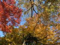 ชมใบไม้เปลี่ยนสีที่สวน Koishikawa Korakuen