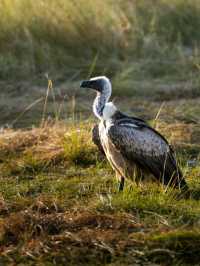 Wildlife Galore! 3 Days in the 1500km² Masai Mara!
