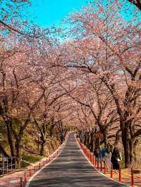Chasing Sakura in South Korea 🌸