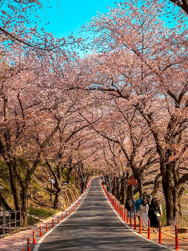 Chasing Sakura in South Korea 🌸