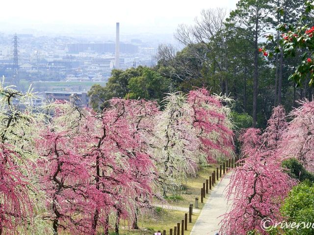 【京都】知る人ぞ知るしだれ梅の梅園！京都宇治「三室戸寺」