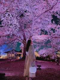 「春の東京を満喫🌸✨」都内の桜おすすめスポットまとめ