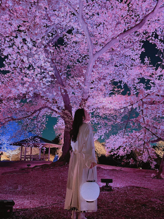 「春の東京を満喫🌸✨」都内の桜おすすめスポットまとめ