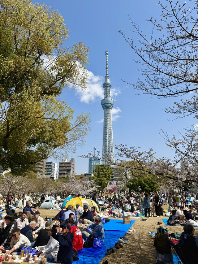 Cherry Blossom Viewing at Sumida Park🌸