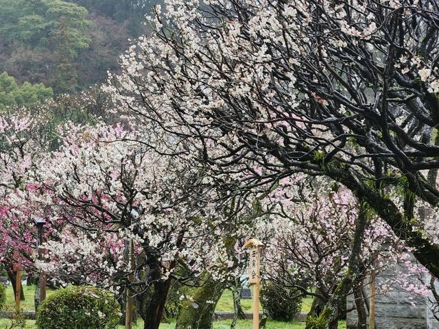 太宰府梅花滿開