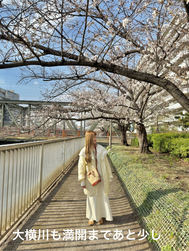 東京のお花見🌸穴場スポット　木場公園