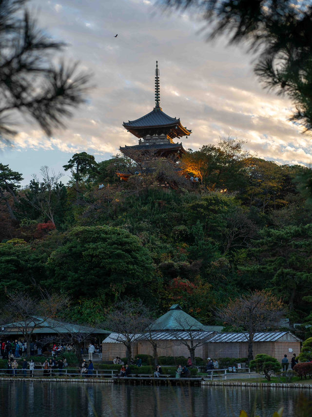 三溪園のライトアップ ✨🌙 幻想的な和の夜景を楽しむ